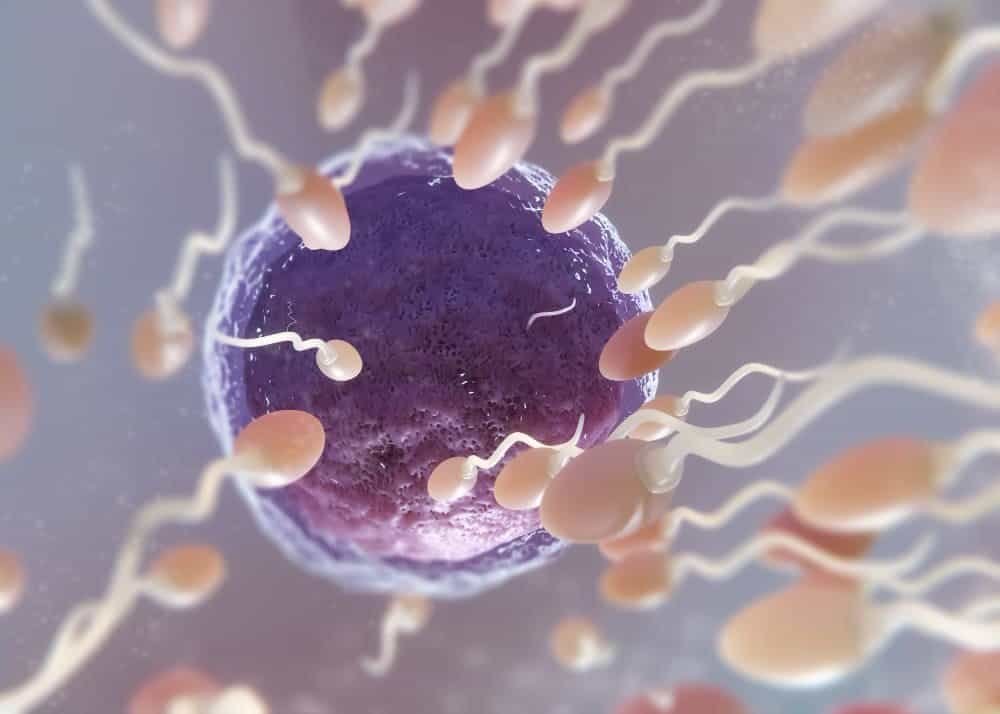 هل دوالي الخصية تسبب ضعف حركة الحيوان المنوى