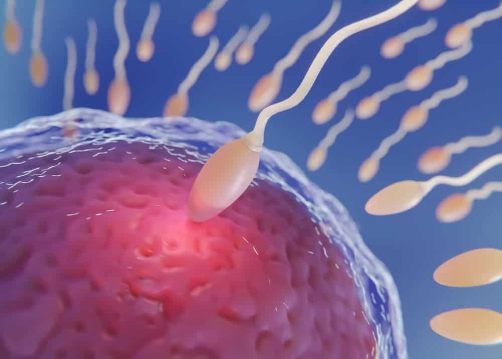 هل دوالي الخصية تسبب ضعف حركة الحيوان المنوى؟